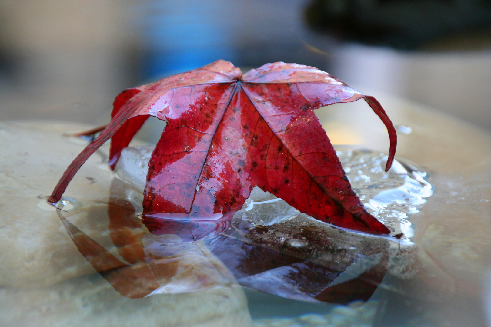 Spiegelung ein Rest vom Herbst auf Eis