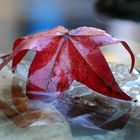 Spiegelung ein Rest vom Herbst auf Eis