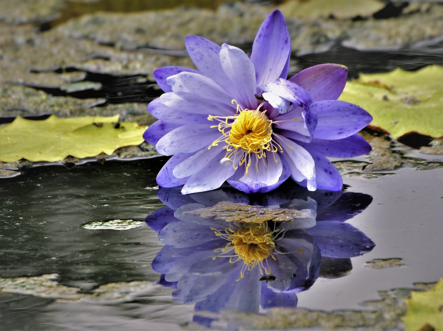 Spiegelung  einer blauen Seerose    