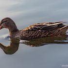 Spiegelung einer Ente