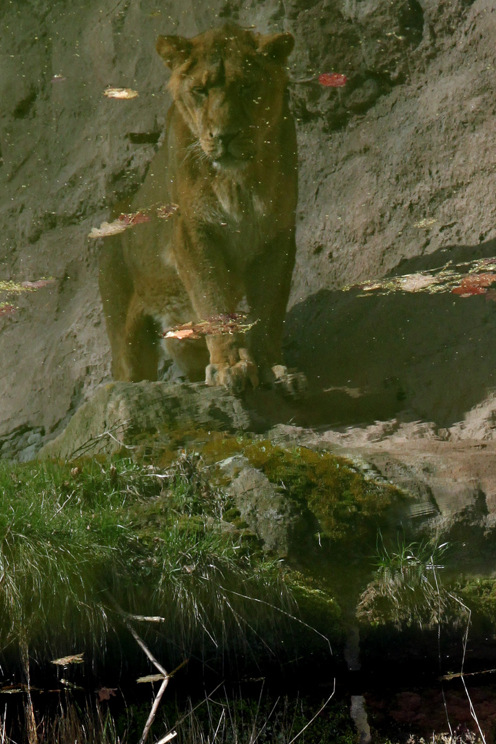 Spiegelung einer Löwin