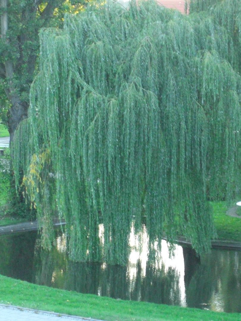 Spiegelung einer Weide Im Dorfteich