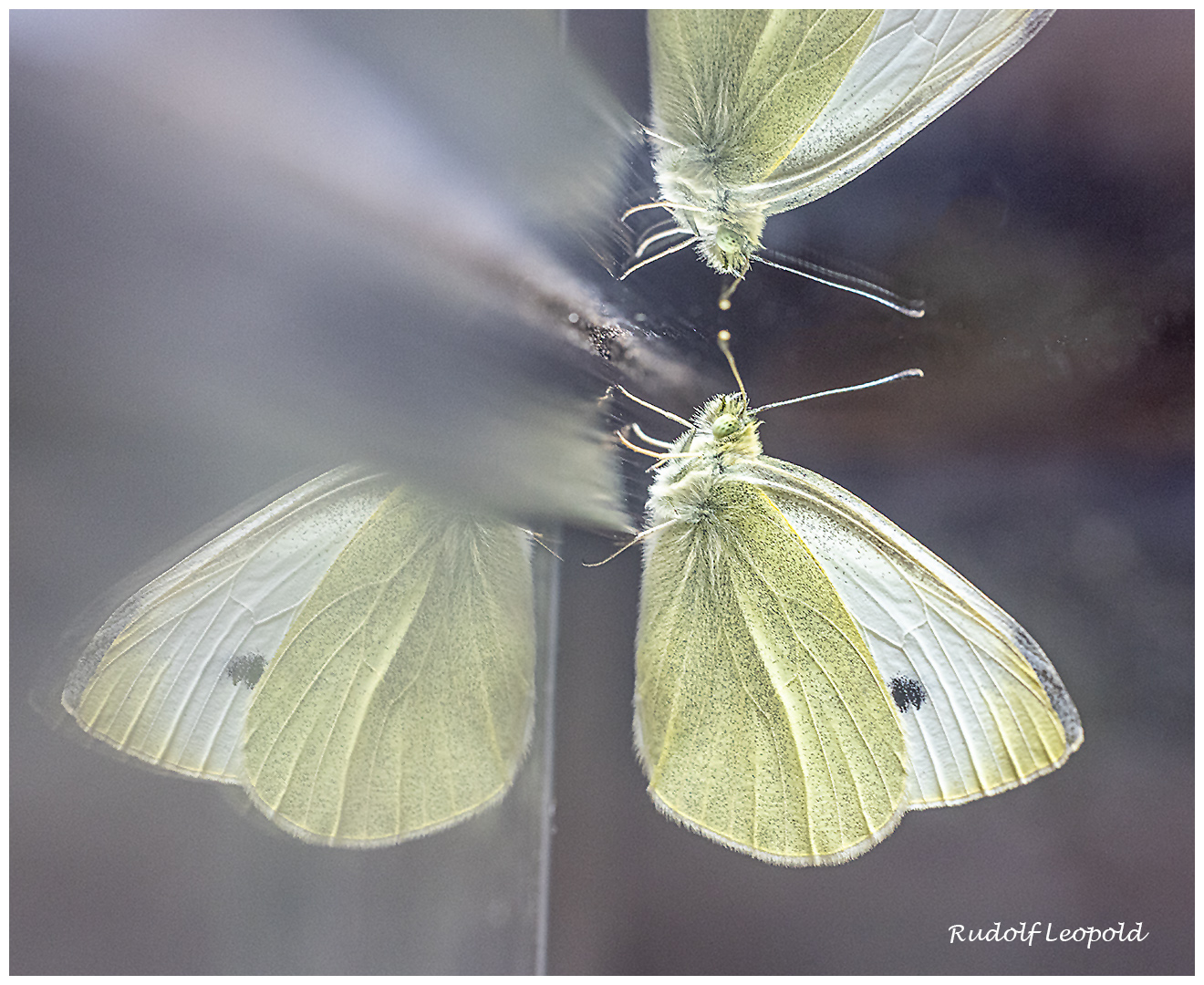 Spiegelung eines Schmetterlings