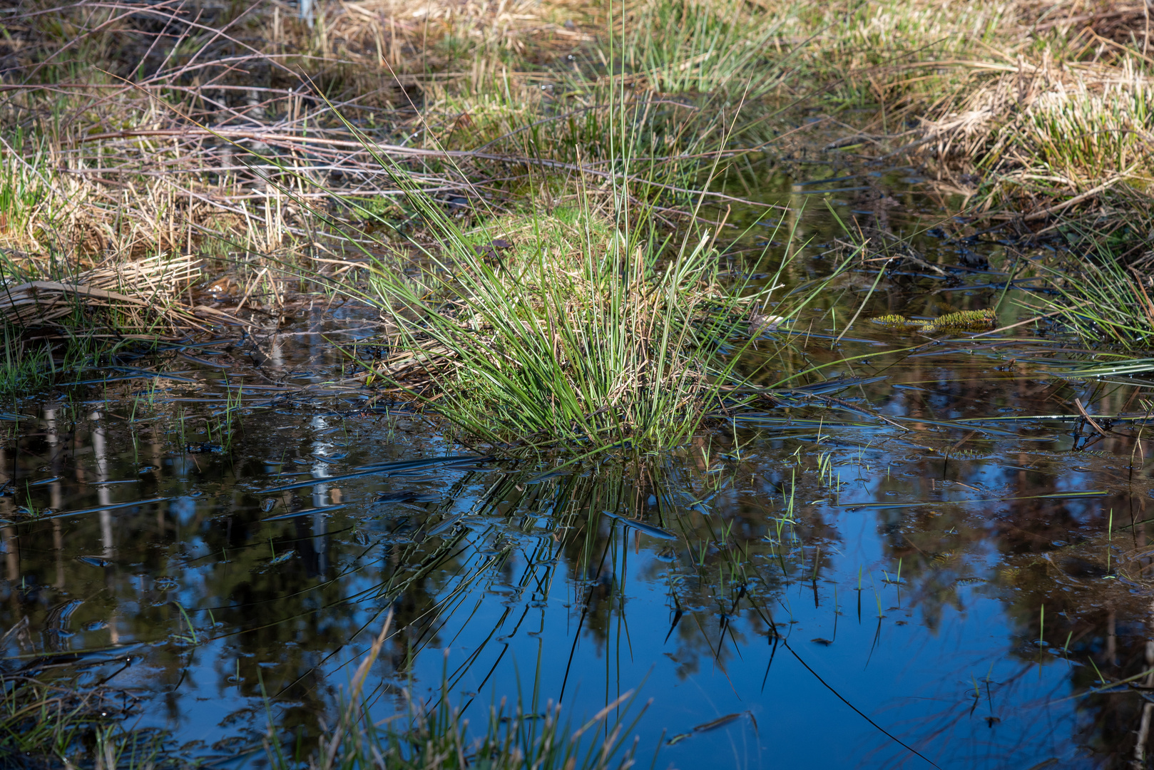 Spiegelung