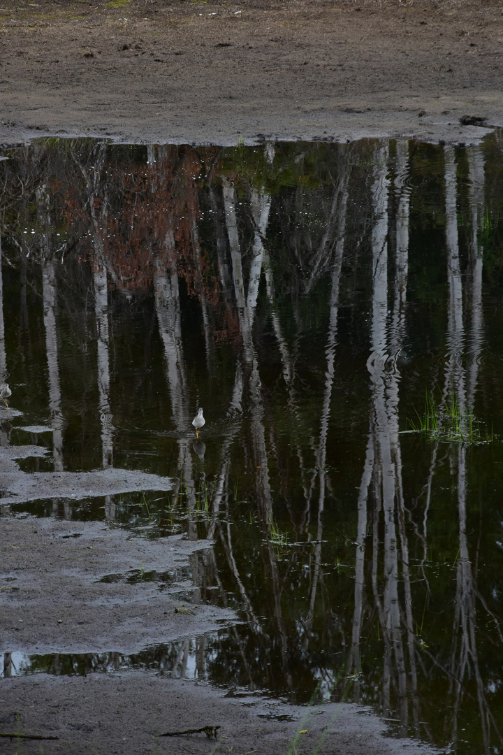 Spiegelung, Fairbanks, Alaska, USA