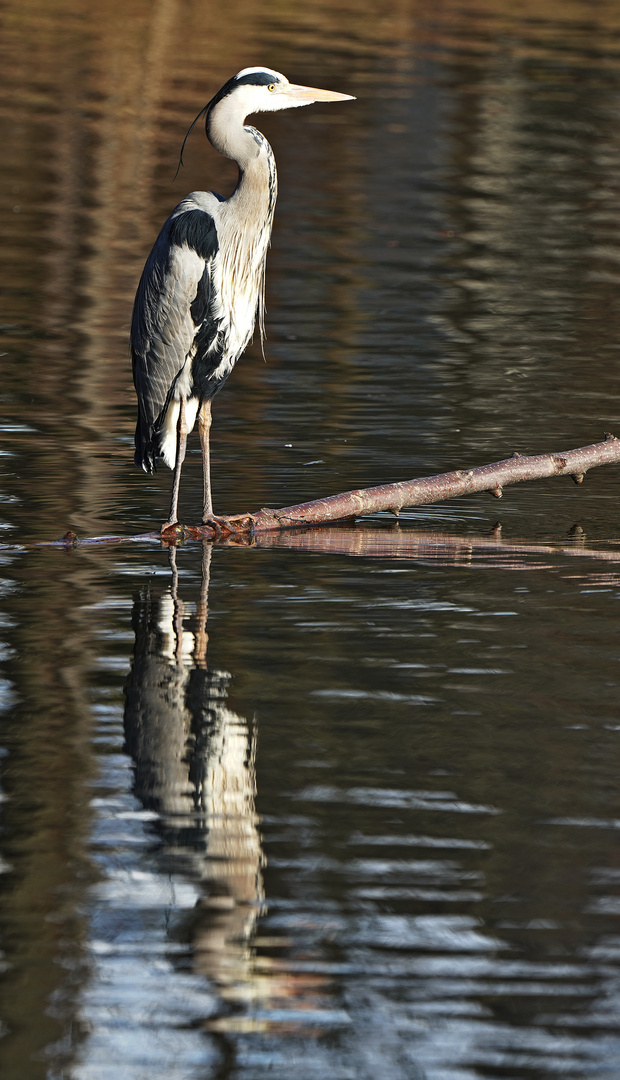 Spiegelung