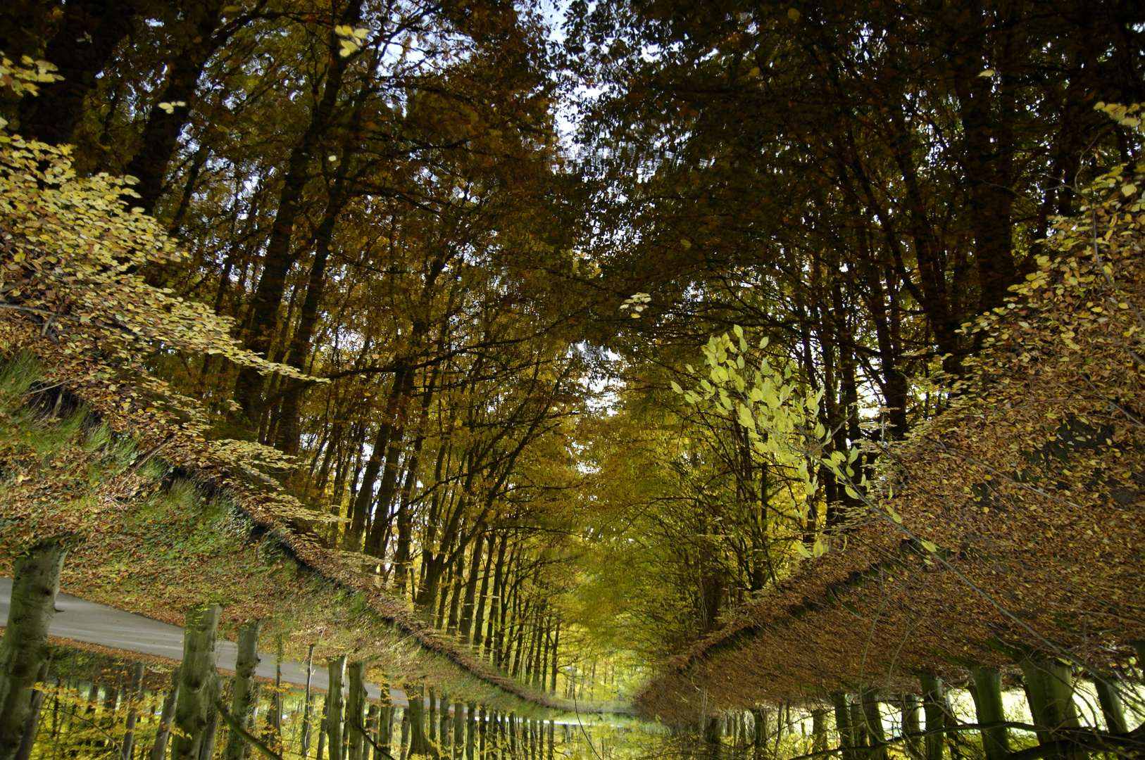 Spiegelung herbstlicher Bäume in den Gräften im Münsterland