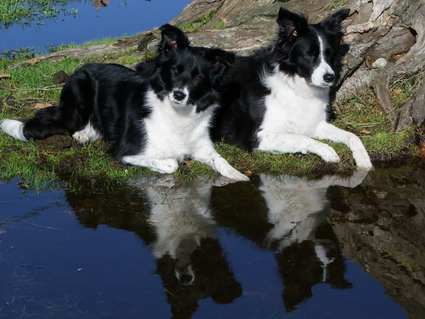 Spiegelung Hunde