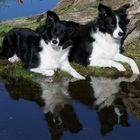 Spiegelung Hunde