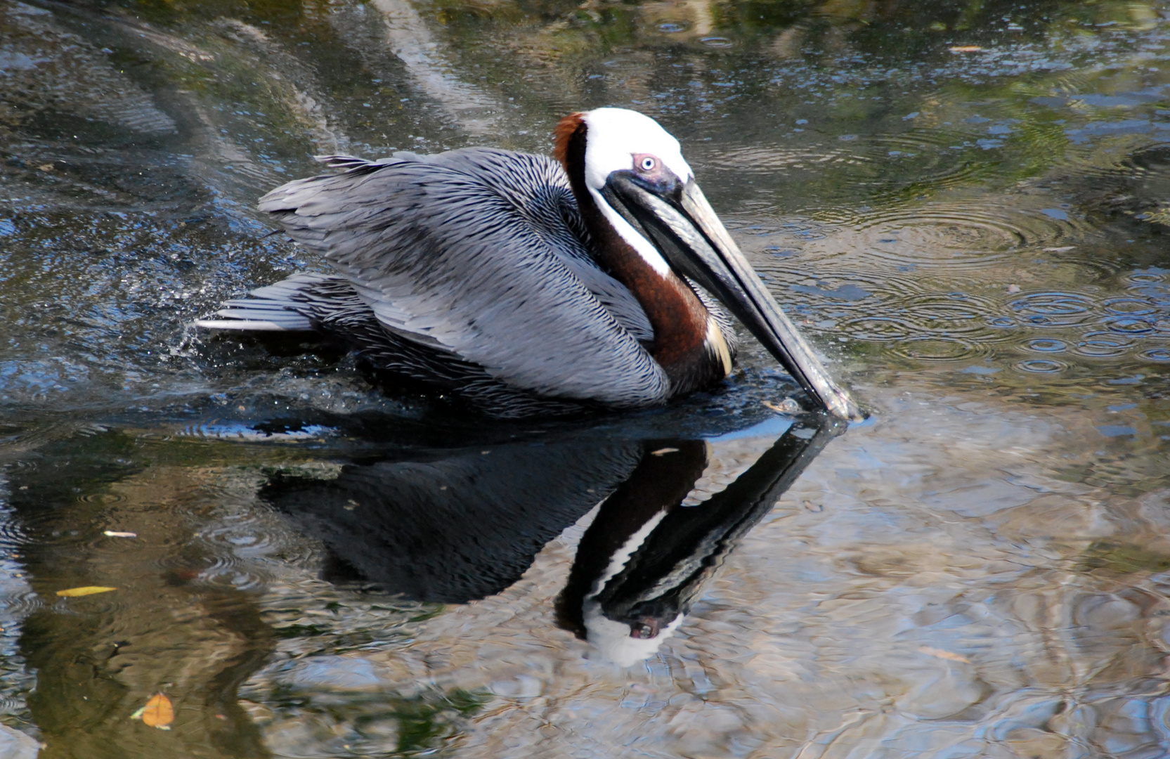 Spiegelung II