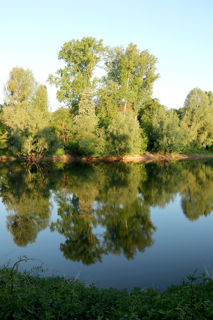 Spiegelung im Altarm