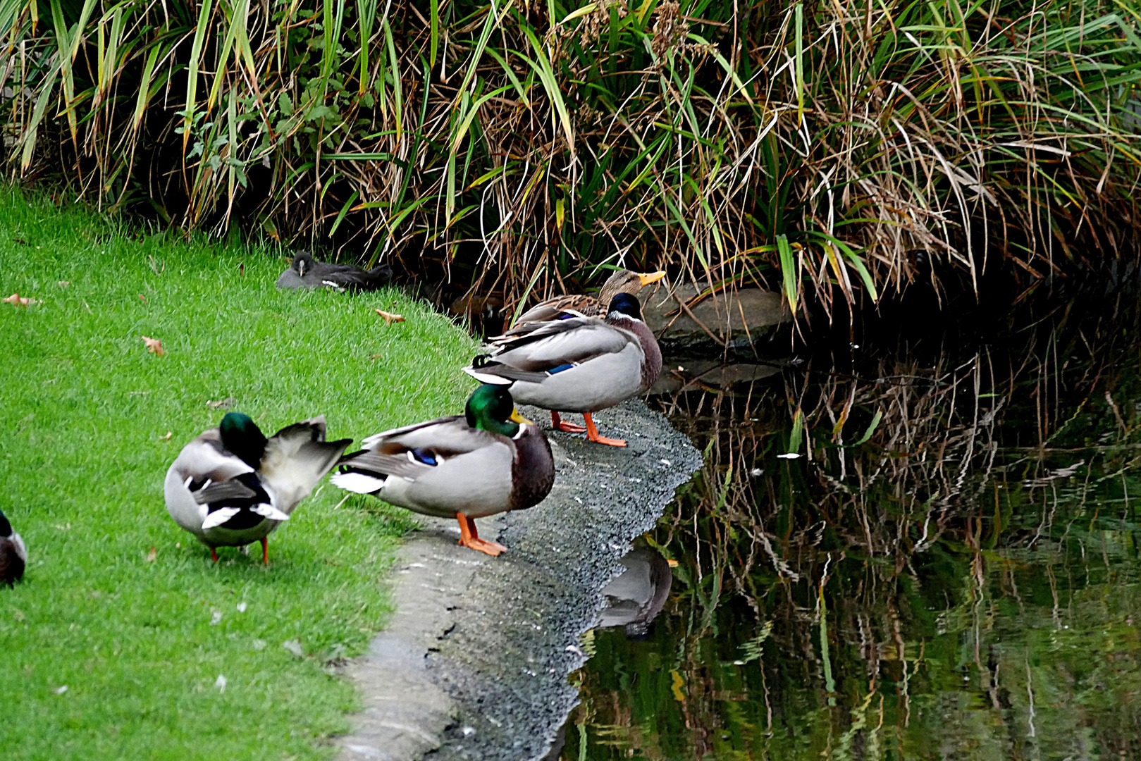 Spiegelung im Angerbach am Stadtgraben.