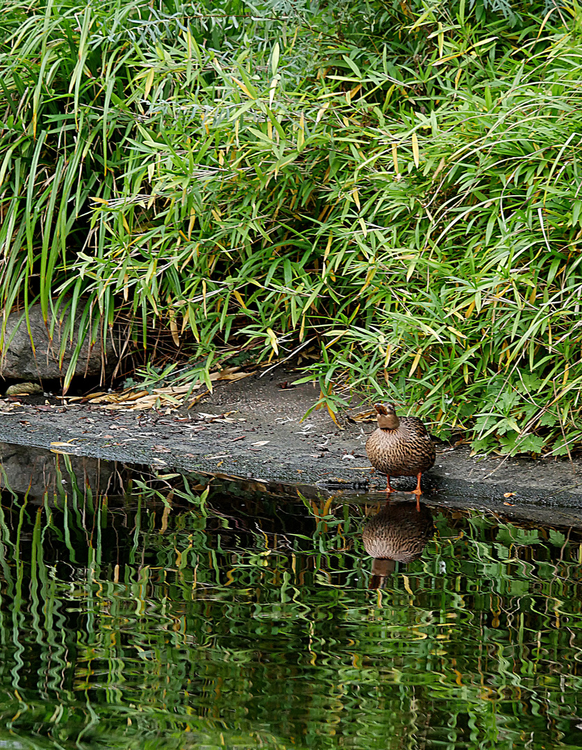 Spiegelung im Angerbach, Ratingen.