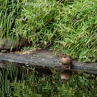 Spiegelung im Angerbach, Ratingen.