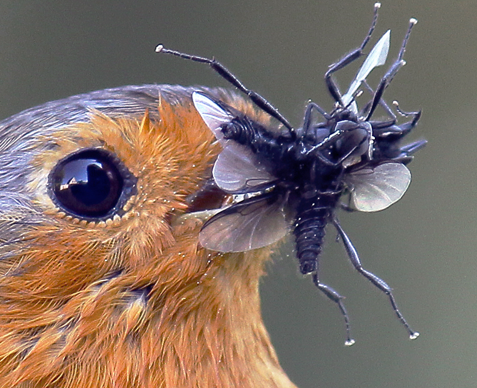 Spiegelung im Auge