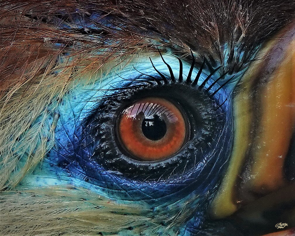 Spiegelung im Auge des Helmhornvogels