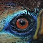 Spiegelung im Auge des Helmhornvogels
