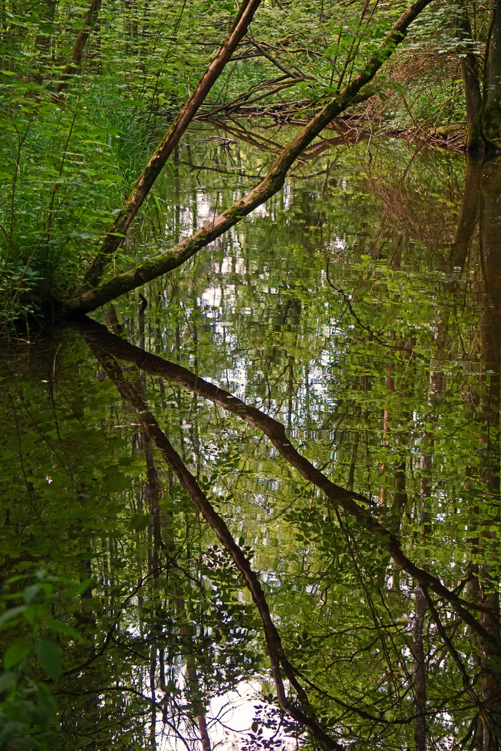 Spiegelung im Auwald - Teich