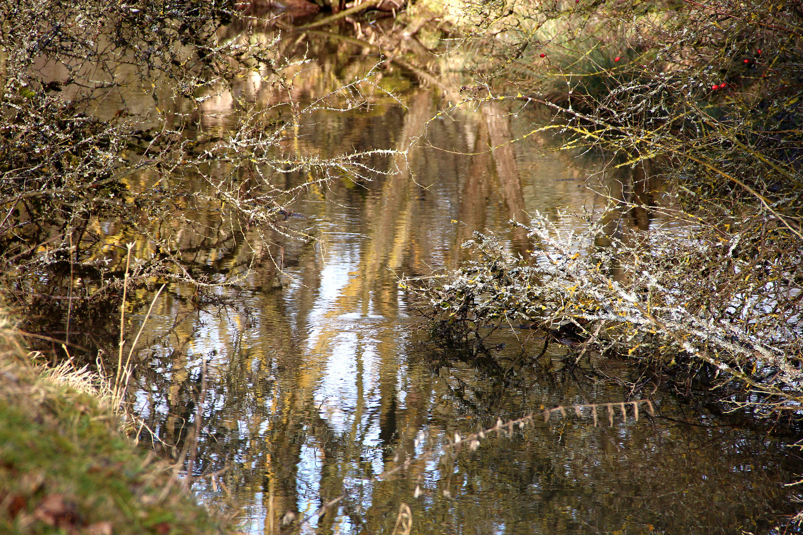 Spiegelung im Bach