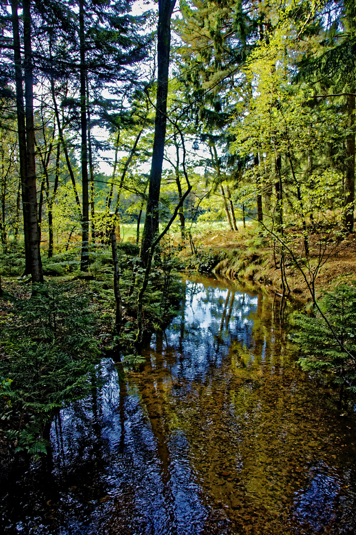 Spiegelung im Bach