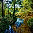 Spiegelung im Bach