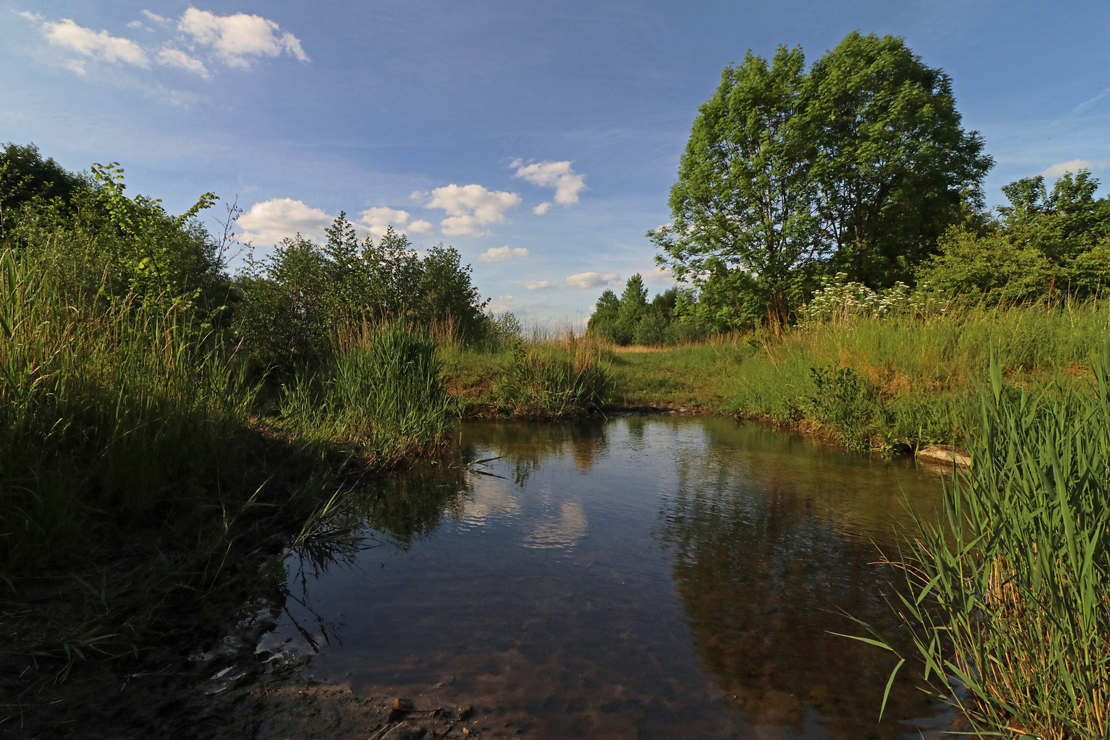 Spiegelung im Bach