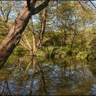 Spiegelung im Berliner Tiergarten