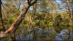 Spiegelung im Berliner Tiergarten