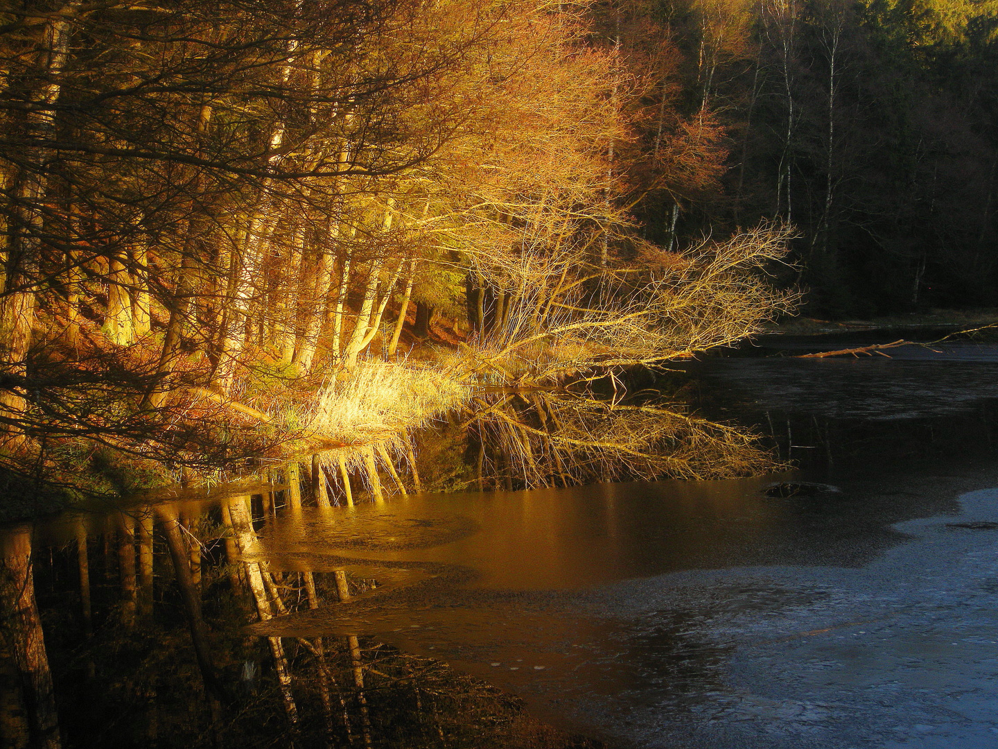 Spiegelung im Bibersee