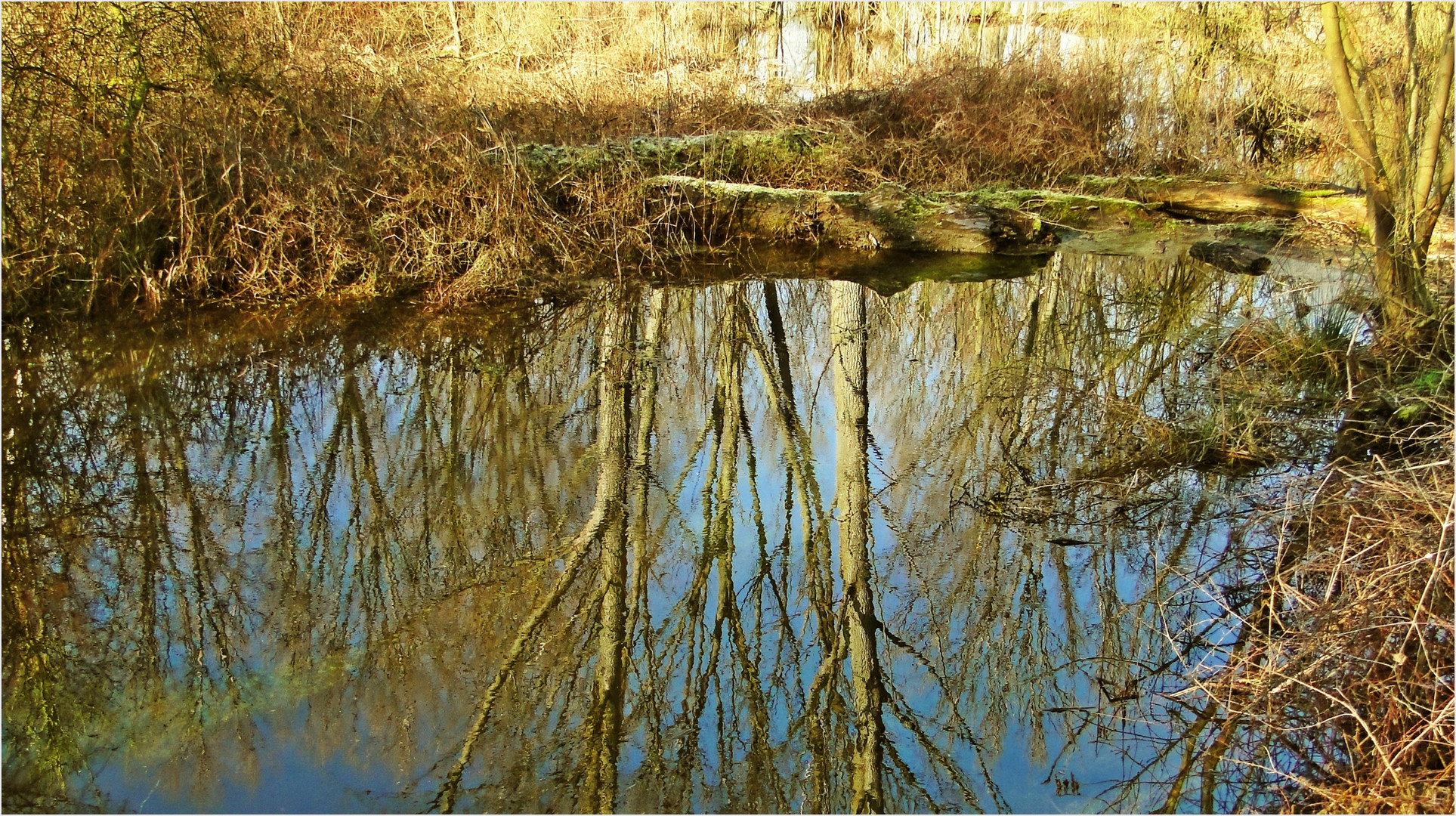 Spiegelung im Biotop