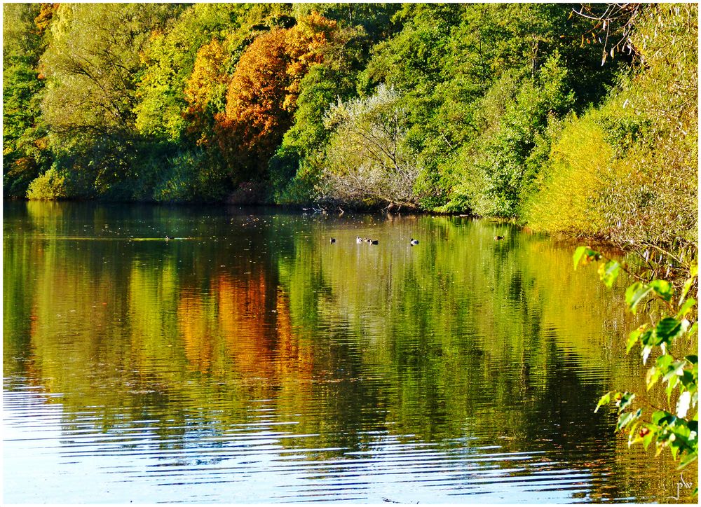 Spiegelung im Bramfelder See in Hamburg Foto & Bild pflanzen, pilze