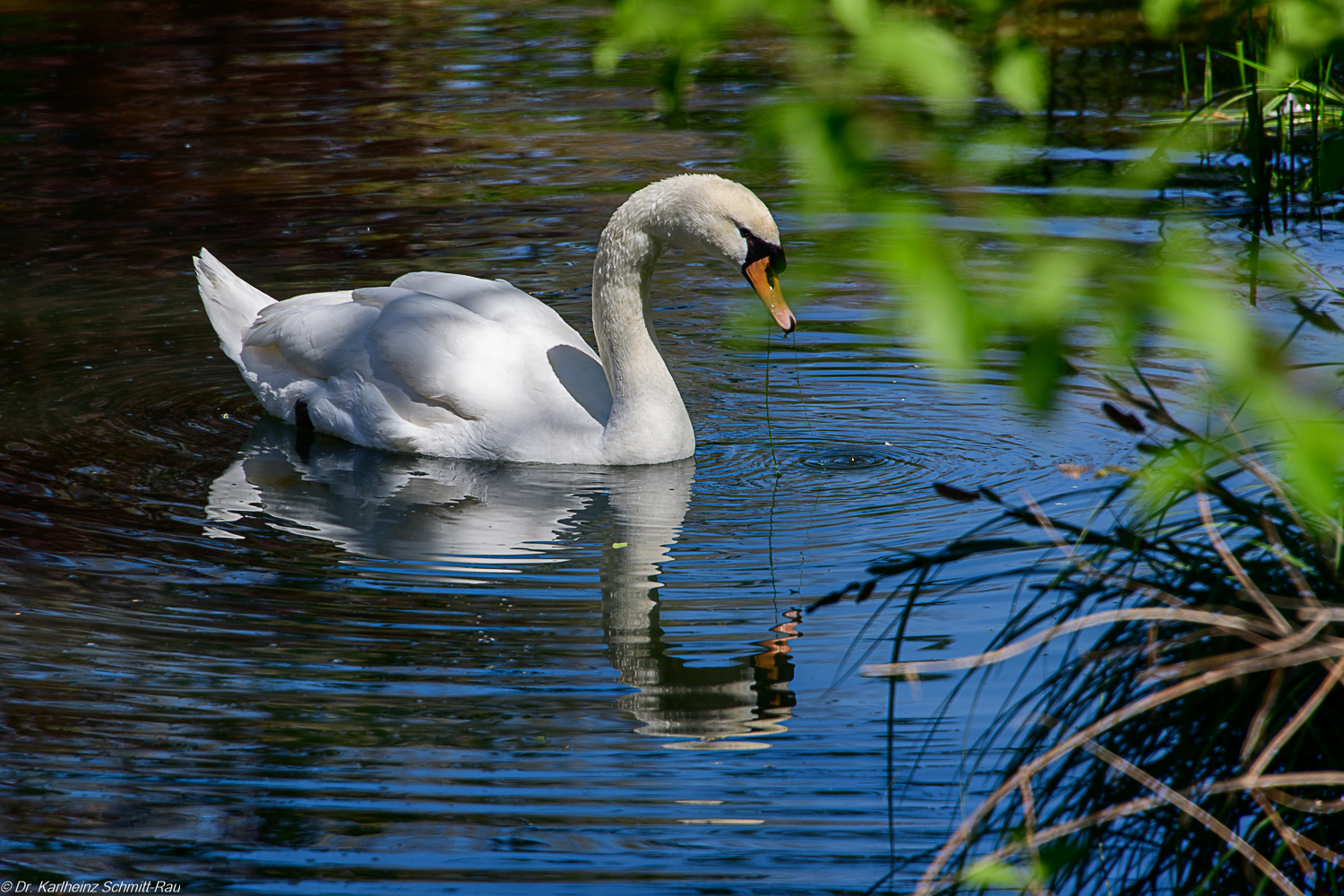 Spiegelung im Burggraben