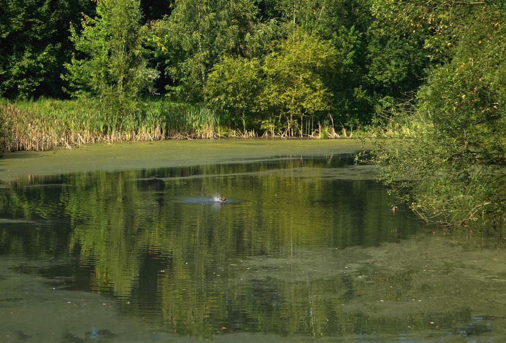 Spiegelung im Ententeich II