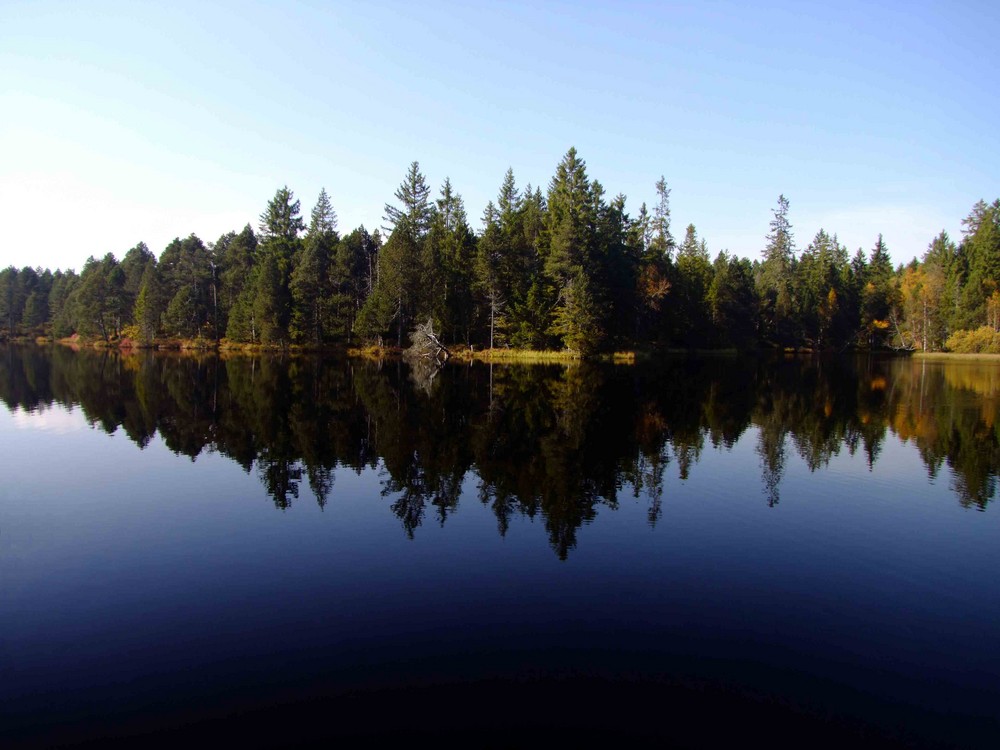 Spiegelung im Etang de la Gruère