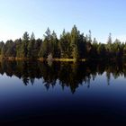 Spiegelung im Etang de la Gruère