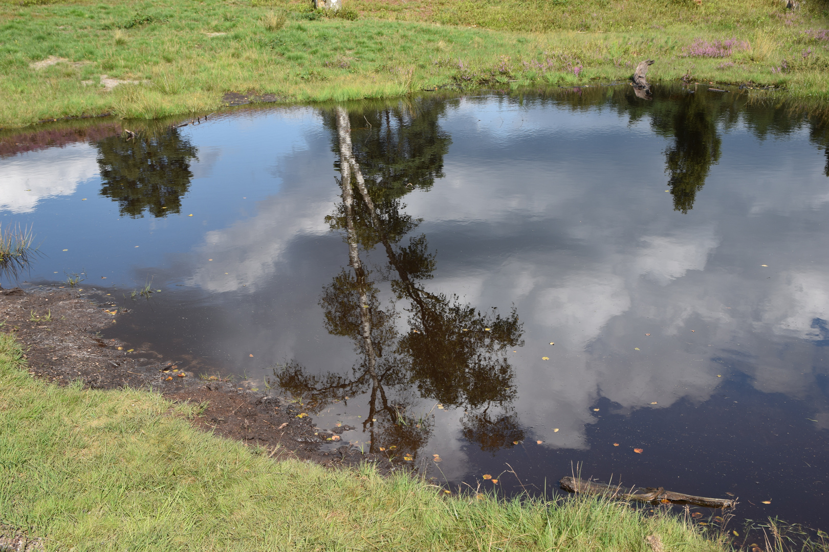 Spiegelung im Feenteich