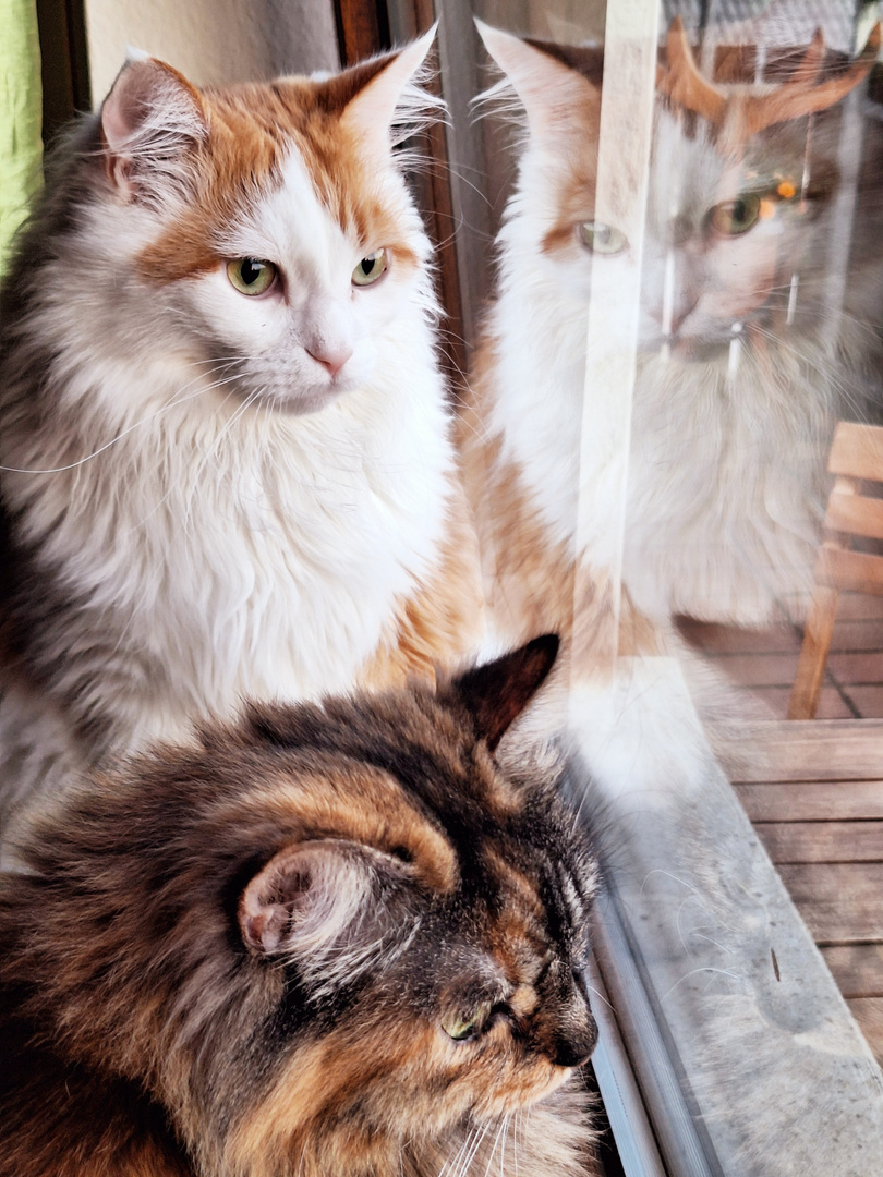 Spiegelung im Fenster