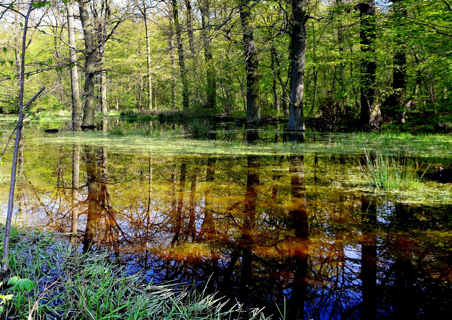 Spiegelung im Feuchtbiotop