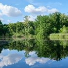 Spiegelung im Fischteich