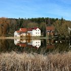 Spiegelung im Froschteich