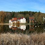 Spiegelung im Froschteich