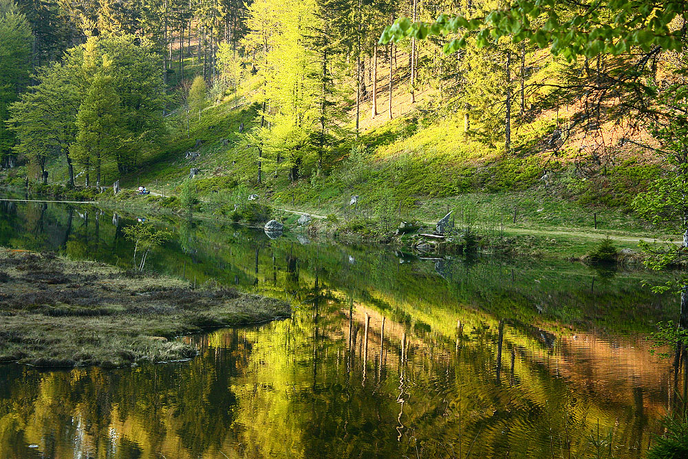 Spiegelung im Frühling