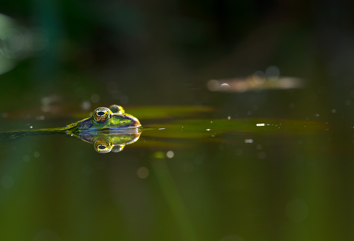 Spiegelung im Gartenteich