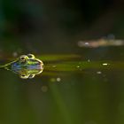 Spiegelung im Gartenteich