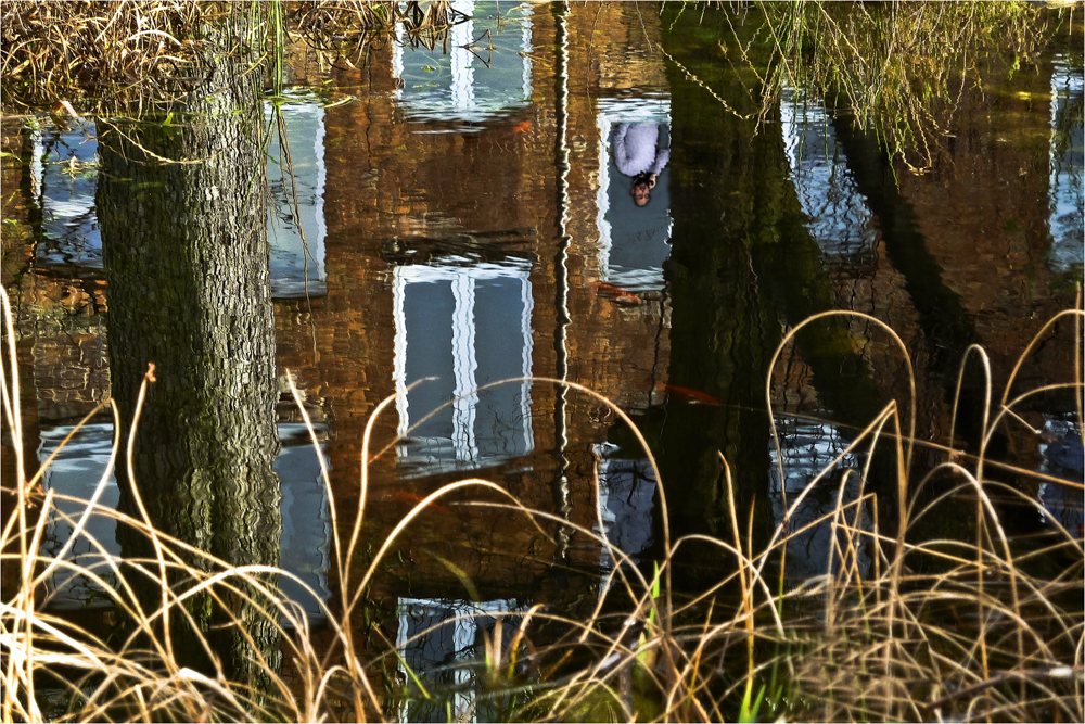 Spiegelung im Gartenteich