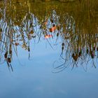 Spiegelung im Gartenteich 