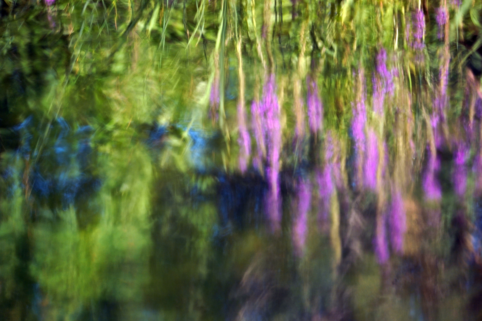 Spiegelung im Gartenteich