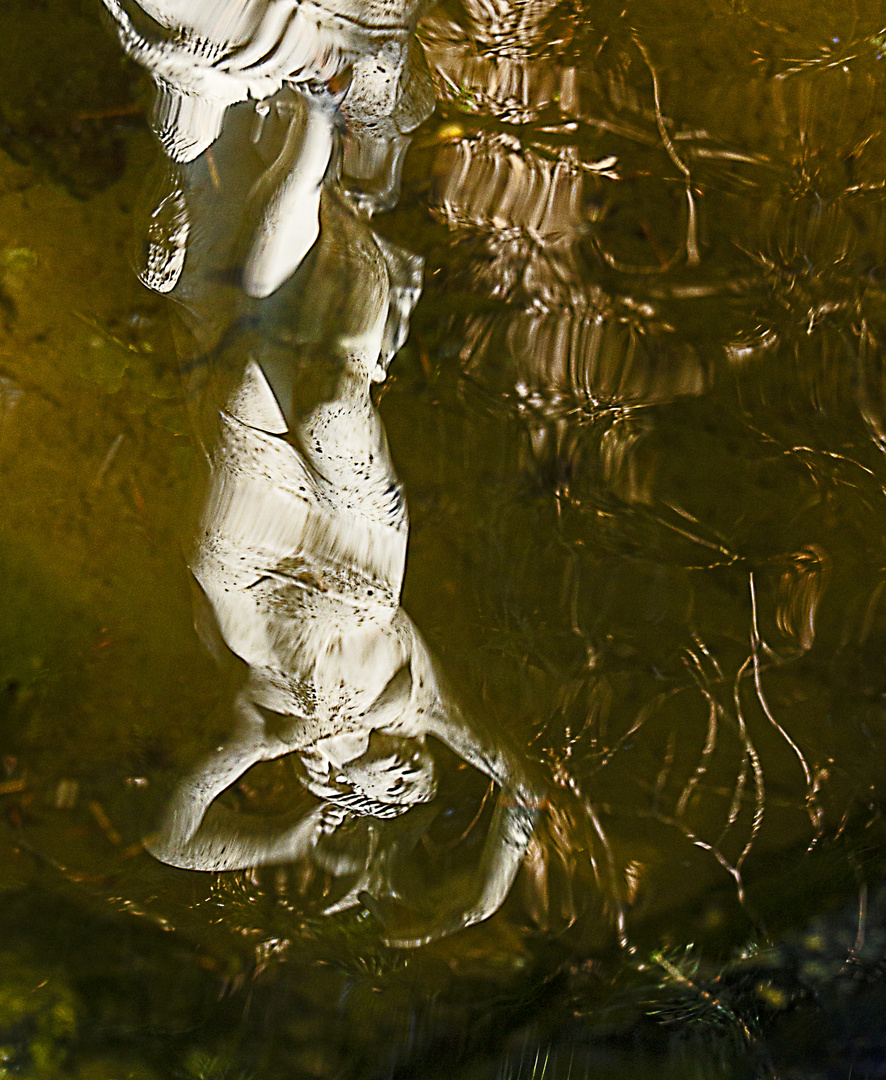 Spiegelung im Gartenteich