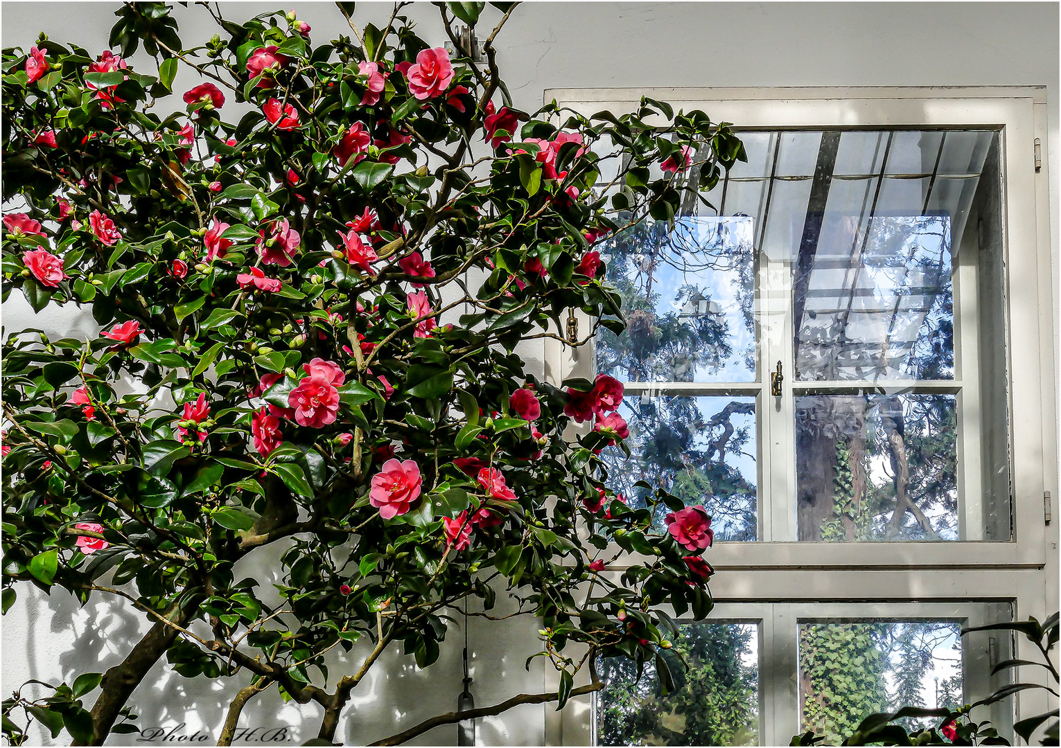 Spiegelung im Gewächshaus  Wilhelshöhe Kassel