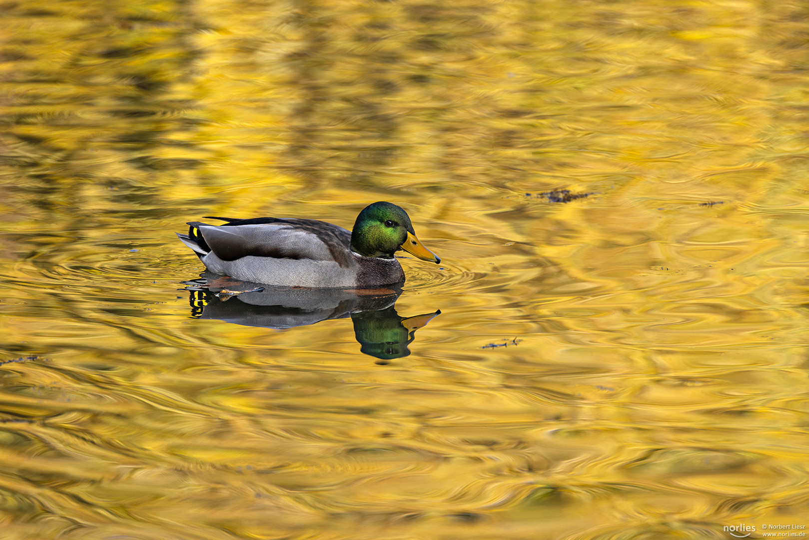 Spiegelung im goldenen Wasser